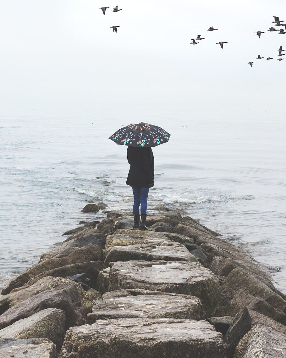 Photo of Person Holding Umbrella Near Body of Water, animals HD wallpaper