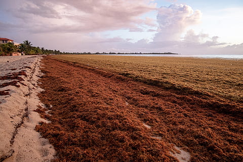 belize, sargassum, beach, cloud - sky, landscape, environment HD wallpaper