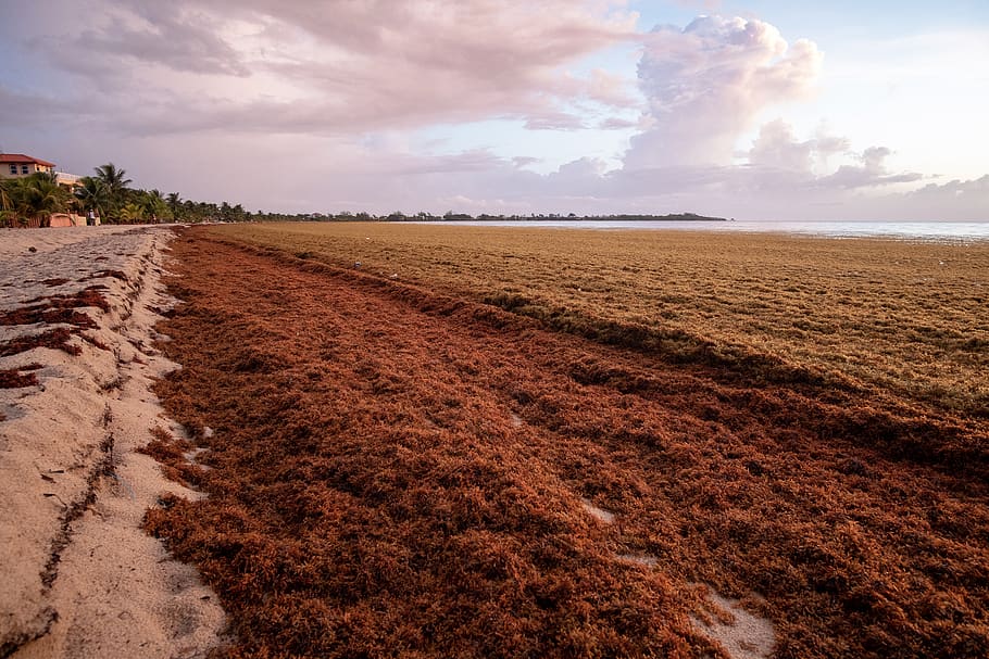 belize, sargassum, beach, cloud - sky, landscape, environment HD wallpaper