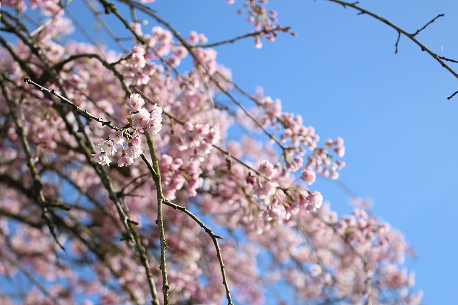 canada, abbotsford, tree, branches, pink, sky, blossoms, flowers HD wallpaper