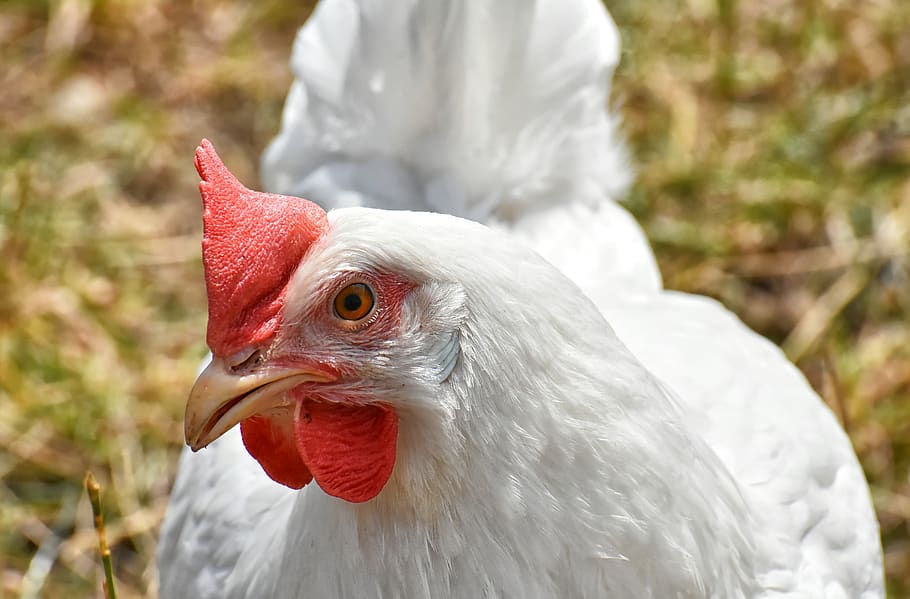 chicken, poultry, plumage, feather, farm animal, animal world HD wallpaper