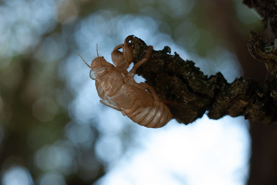cicada, macro, close up, insects, nature, chrysalis, animal themes HD wallpaper