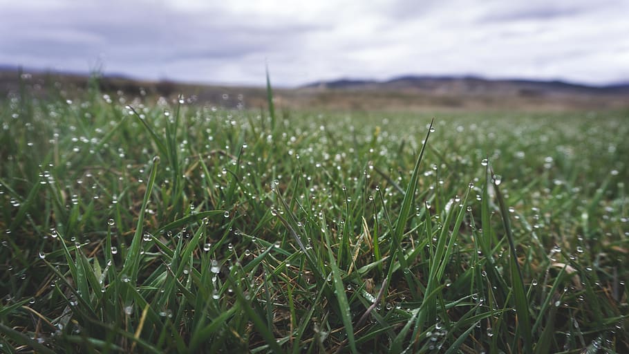 grass, rain, drops, raindrops, nature, storm, wallpaper, water HD wallpaper