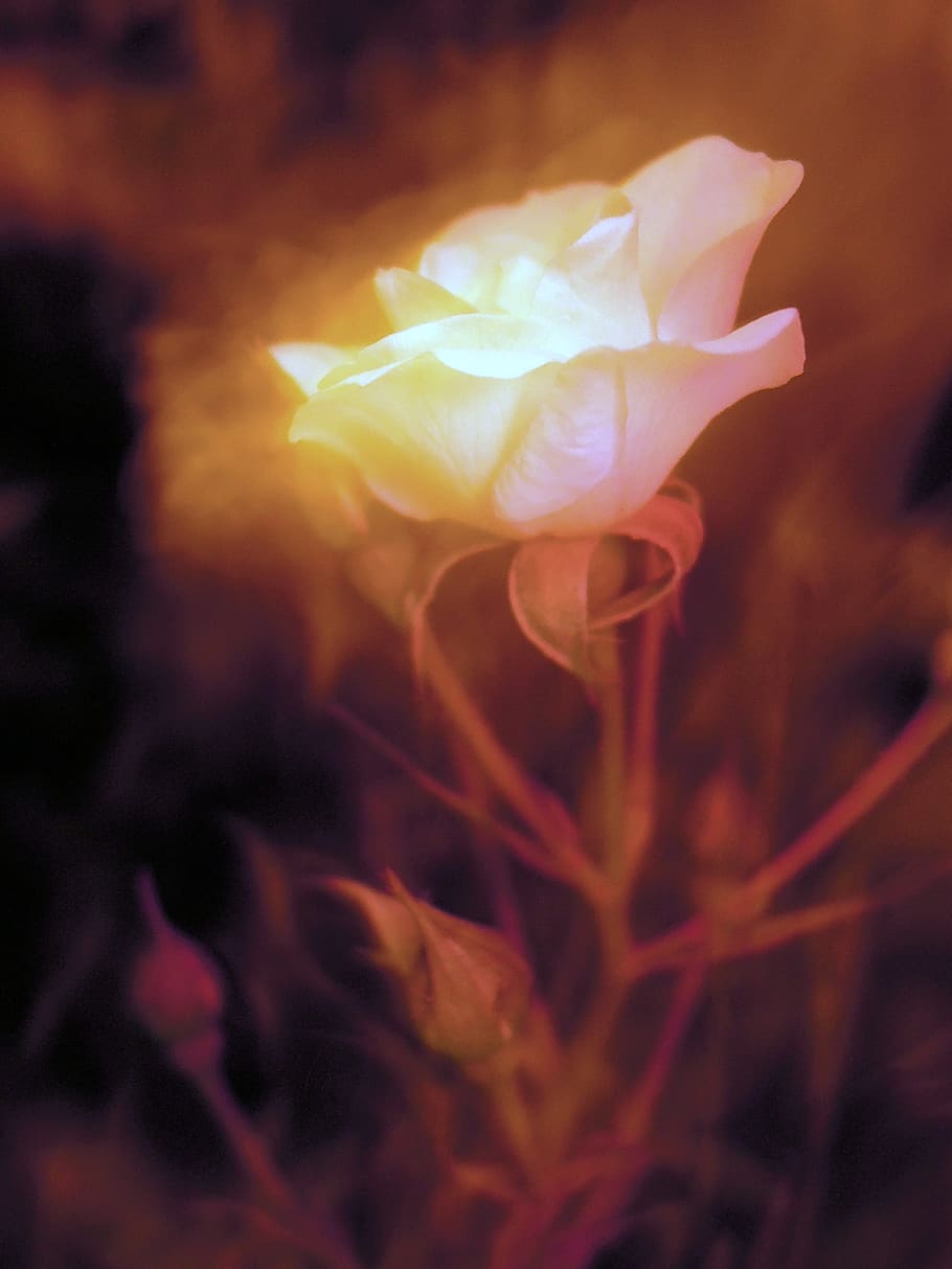 rose, night, flower, plant, beauty in nature, close-up, flowering plant HD wallpaper