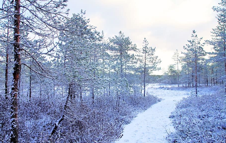 Photo Trees Covered With Snow, branches, cold, environment, forest HD wallpaper