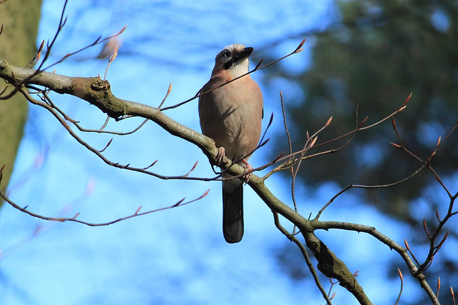 bird, forest, tree, nature, landscape, wild bird, birds, branch HD wallpaper