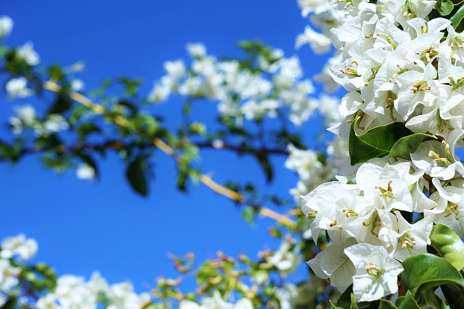 australia, adelaide, flower, tree, flowering plant, beauty in nature HD wallpaper