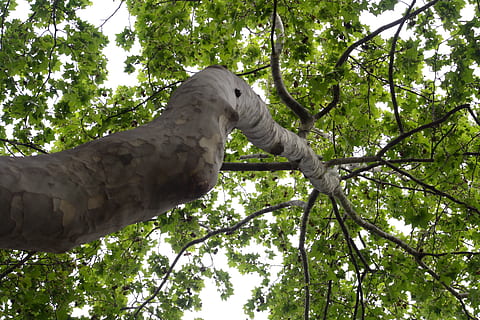tree, forest, branch, branches, árbol, nadir, rama, ramas HD wallpaper