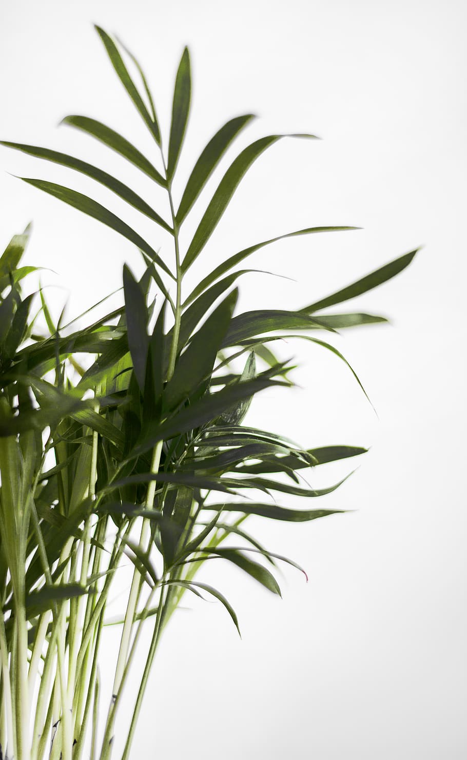 Green Leaf Plant Near White Surface, plant part, growth, close-up HD wallpaper