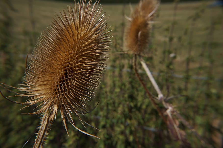 thistle, arid, drought, dry, flower, nature, prickly, summer HD wallpaper