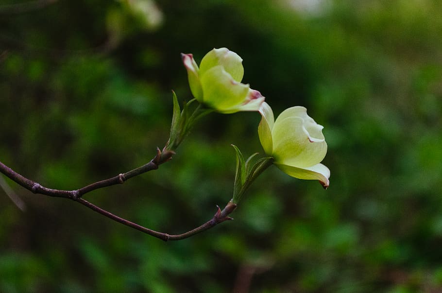 branch, spring, white, flower, plant, flowering plant, beauty in nature HD wallpaper
