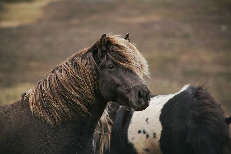 Two Brown and Black-and-white Horses, animals, blurred background HD wallpaper
