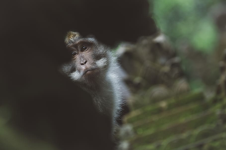 monkey, temple, wall, eyes, animal, monkeytemple, green, mammal HD wallpaper