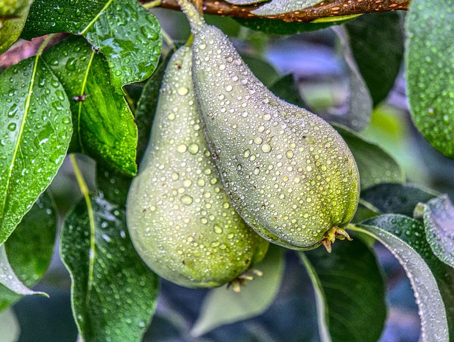 pear, fruit, tree, eat, healthy, fruits, vitamins, food, delicious HD wallpaper