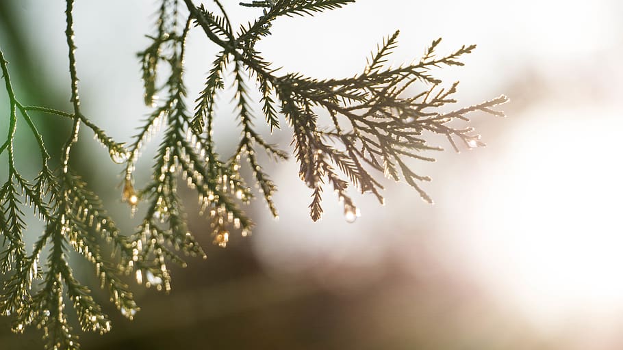 plant, tree, conifer, nature, ice, outdoors, snow, fir, abies HD wallpaper