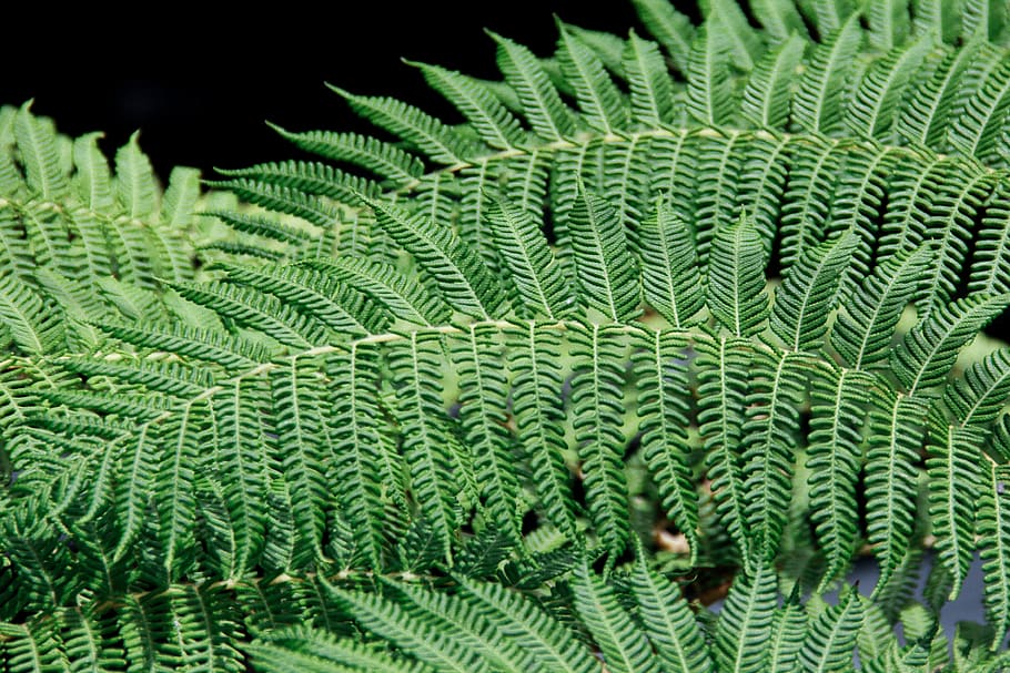 green, plants, texture, nature, leaves, ecology, tree, garden HD wallpaper