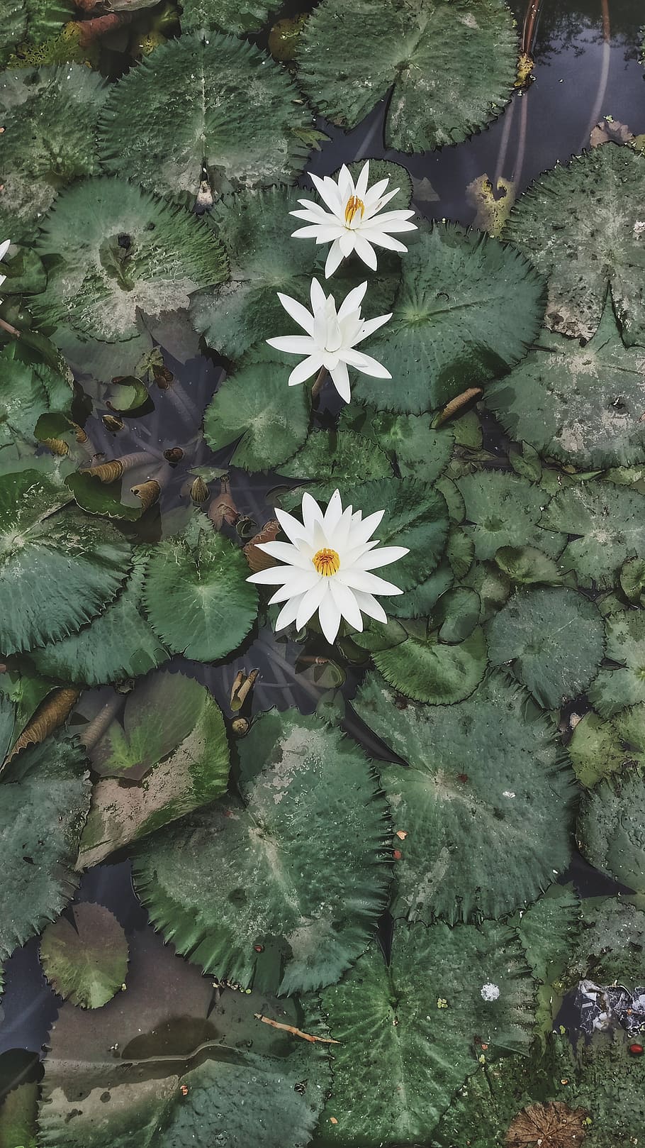plant, growth, flower, leaf, plant part, flowering plant, beauty in nature HD wallpaper