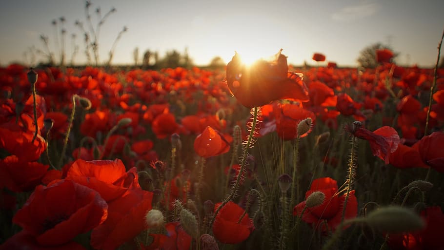 bloom, blossom, close-up, flora, flowers, poppies, red, sunlight HD wallpaper