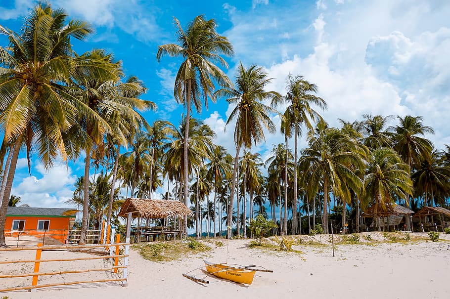 yellow boat on seashore, tropical climate, palm tree, sky, plant HD wallpaper