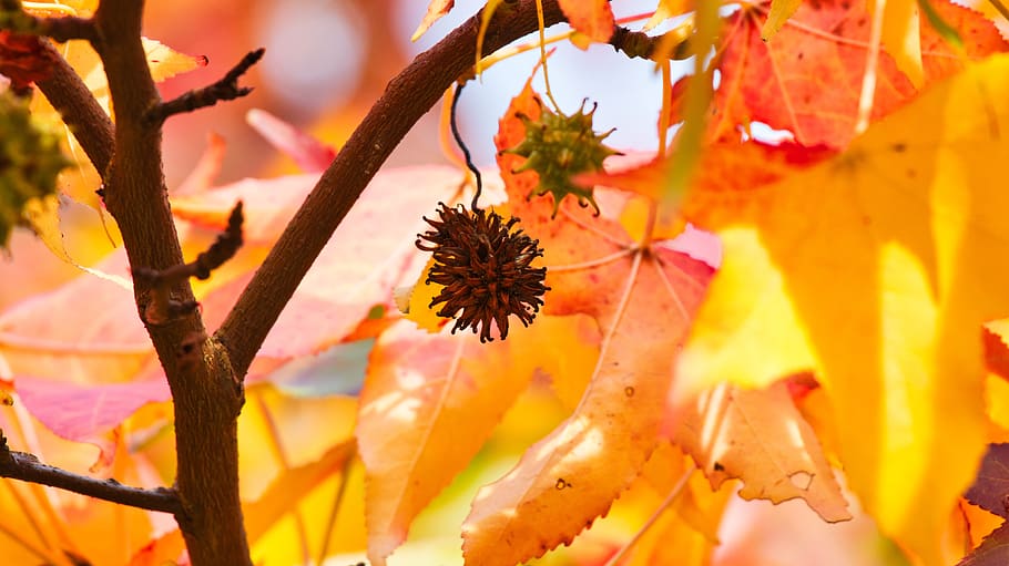 leaves, branch, maple, fruit, autumn, fall leaves, autumn colours HD wallpaper