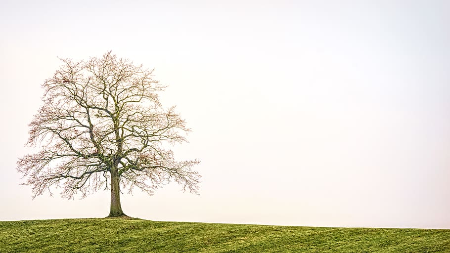 Green Leafed Tree, daylight, environment, field, grass, landscape HD wallpaper