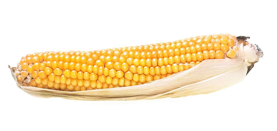 corn, crop, cooked, ear, meal, cutout, prepared, yellow, cob, HD wallpaper