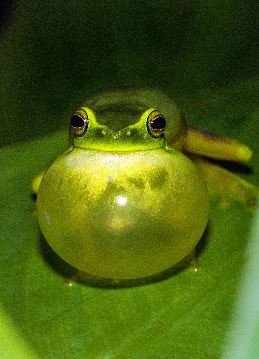 green frog on green leaf, green color, close-up, one animal, no people HD wallpaper