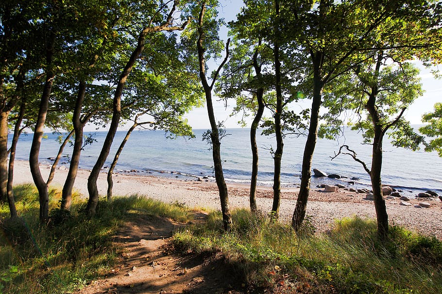 nature, landscape, waters, tree, wood, summer, grass, sun, sky HD wallpaper