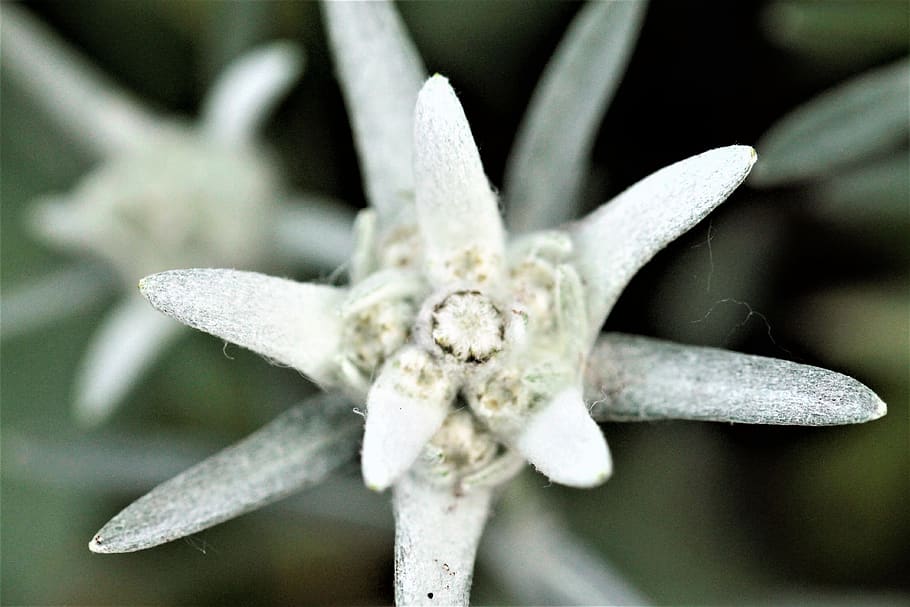 flower, close-up, no people, plant, nature, focus on foreground HD wallpaper