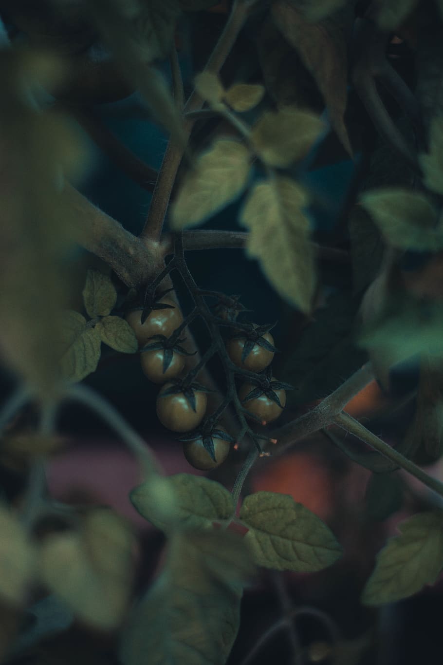 brown fruits, sea life, animal, lithuania, kaunas, plant, food HD wallpaper