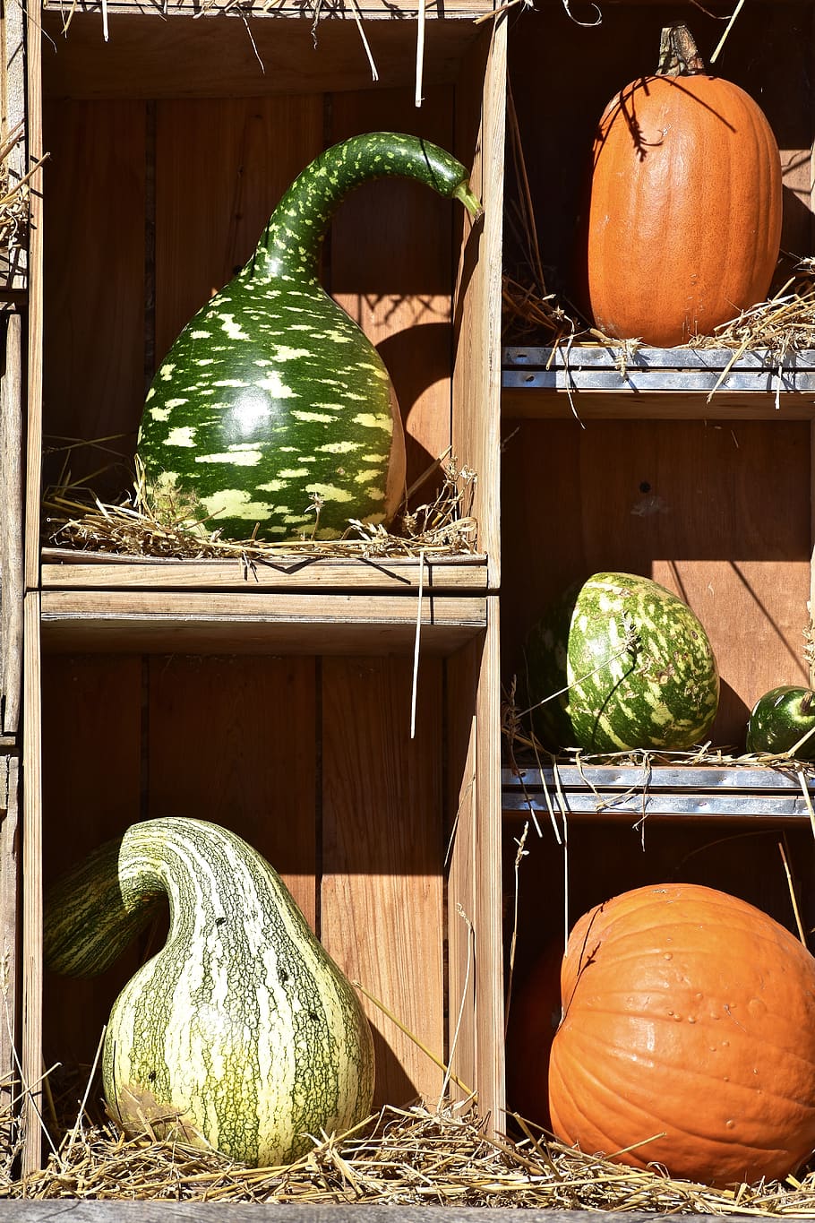 squash, pumpkin, hay, halloween, harvest, decoration, yellow HD wallpaper