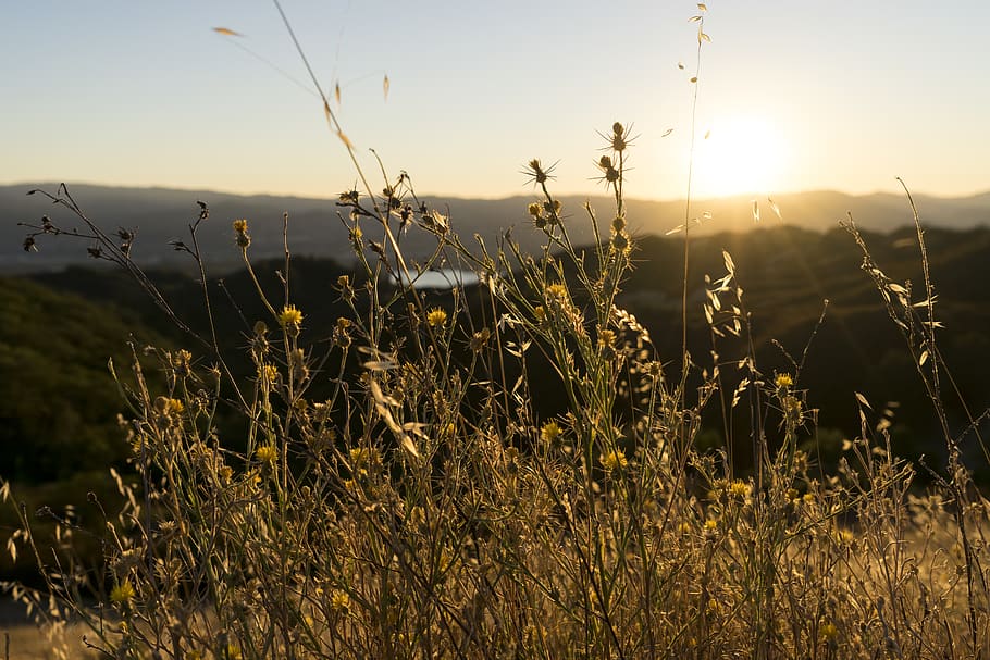 mountain range, sunset, weeds, field, lake, trees, sky, plant HD wallpaper