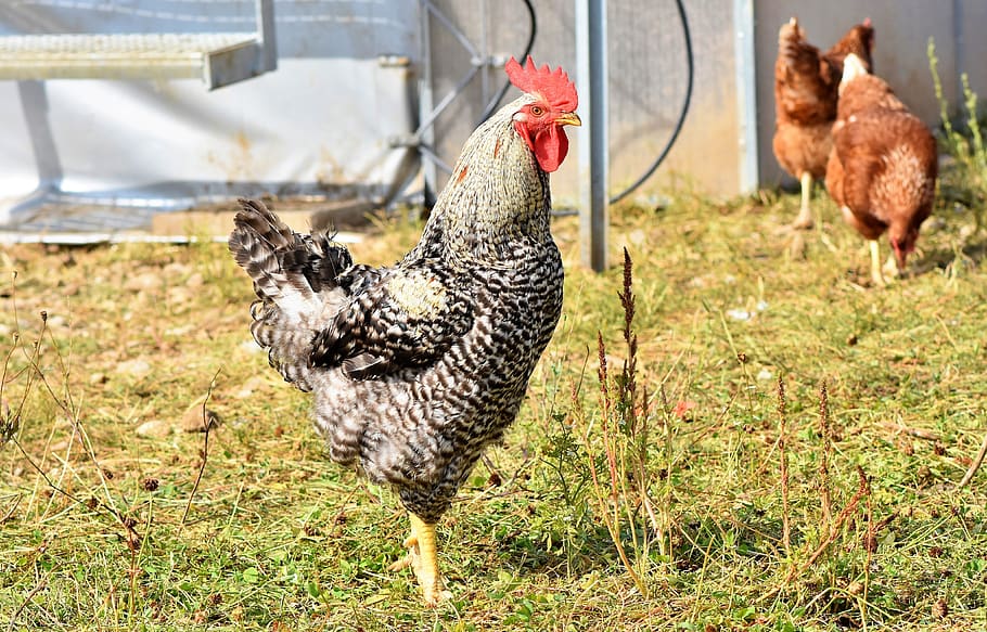 hahn, crow, poultry, comb, chicken, gockel, bill, livestock HD wallpaper
