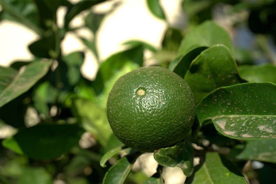lemon, lime, fruit, vitamins, fresh, refreshment, sour, delicious HD wallpaper