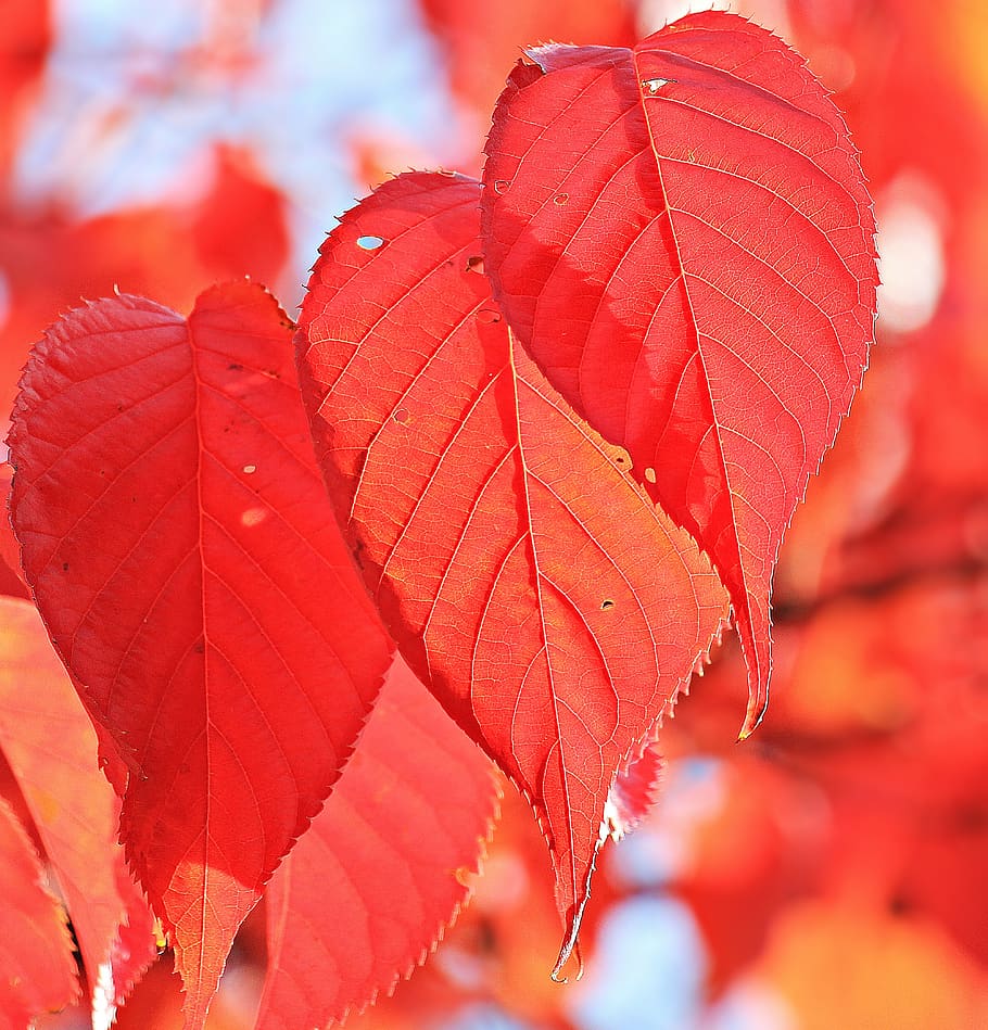 Red Leaf, blur, branch, bright, close-up, environment, fall leaves HD wallpaper