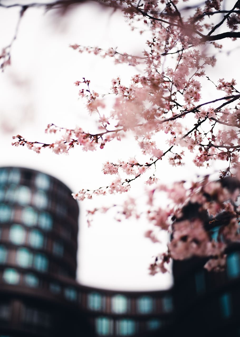 pink flowering tree, plant, blossom, low angle view, flowering plant HD wallpaper