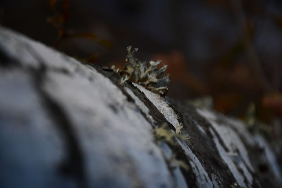 selective focus, close-up, no people, nature, wood - material HD wallpaper