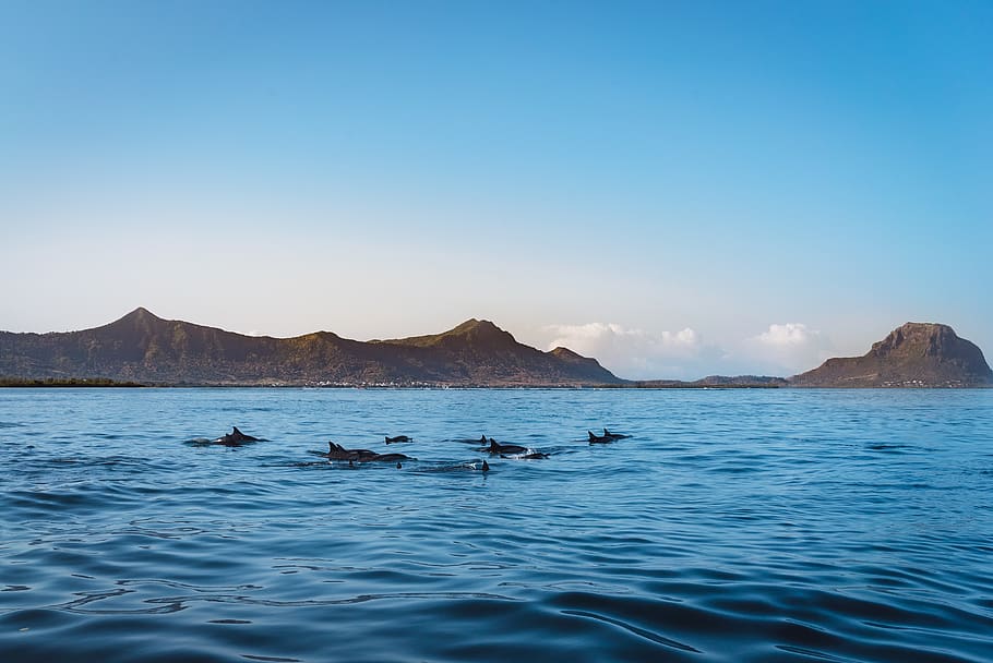 mauritius, ocean, dolphines, sunrise, morning, mountains, travel HD wallpaper