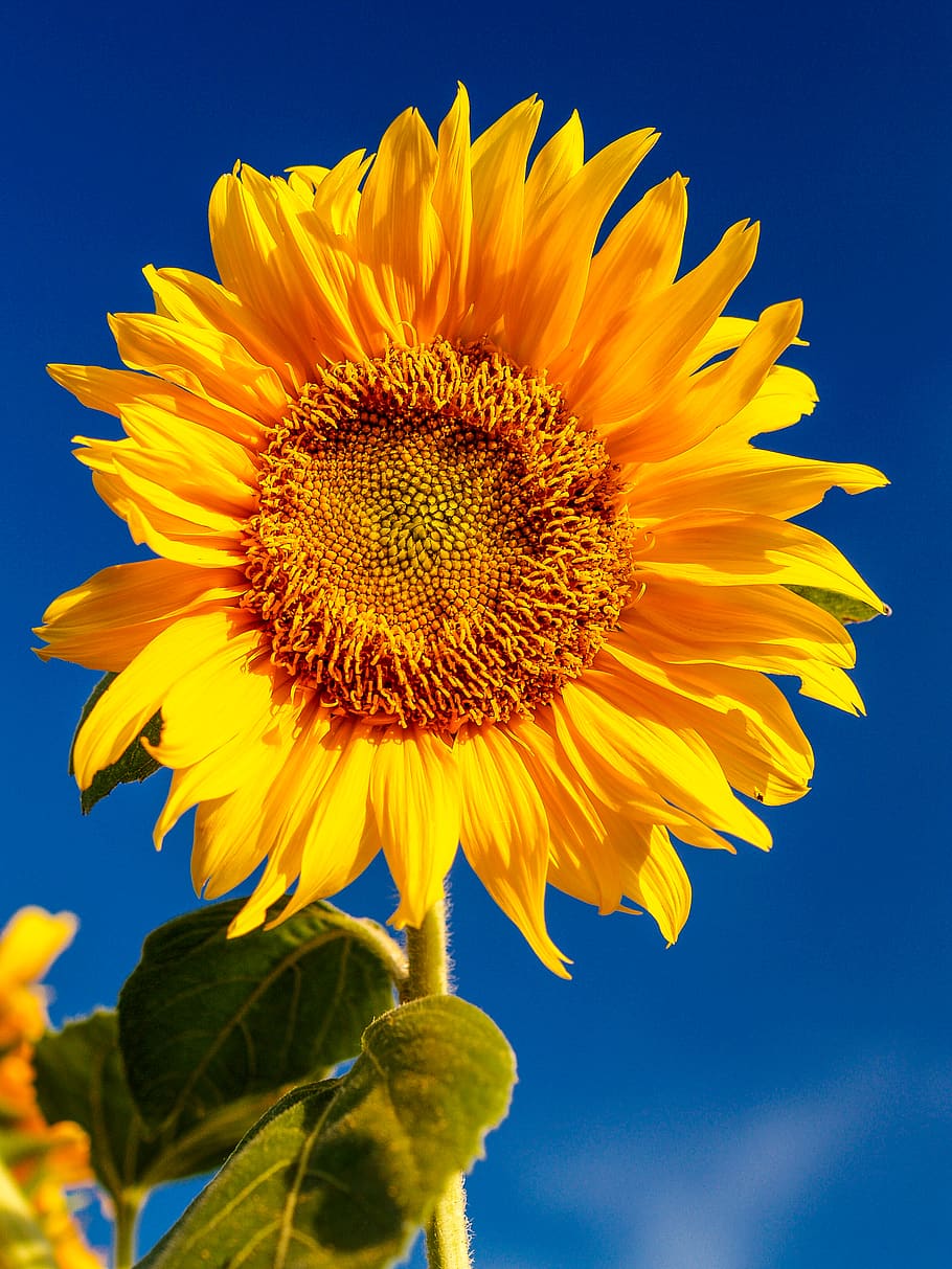HD wallpaper: Photo Of Sunflower, blossom, flora, flower wallpaper, galaxy  wallpaper | Wallpaper Flare