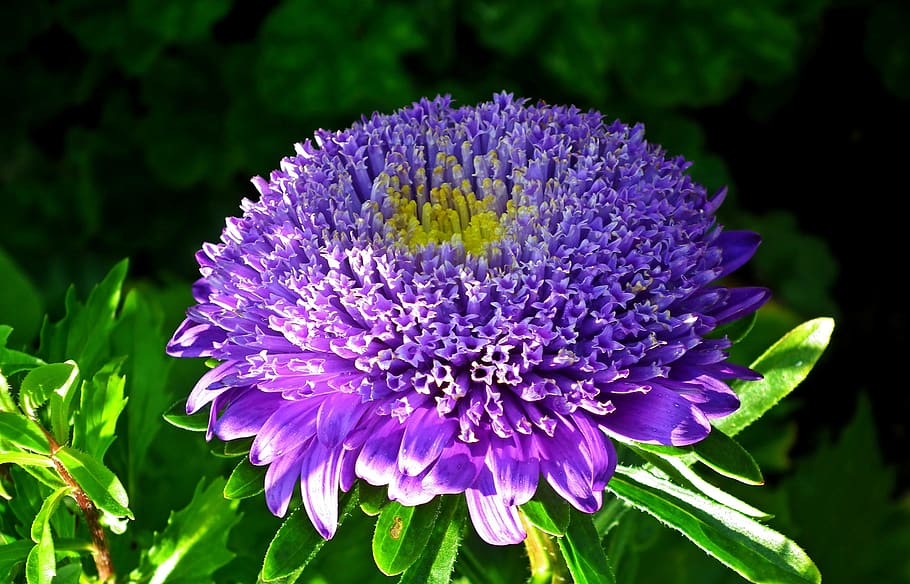 flower, aster, blue, garden, nature, summer, the petals, closeup HD wallpaper