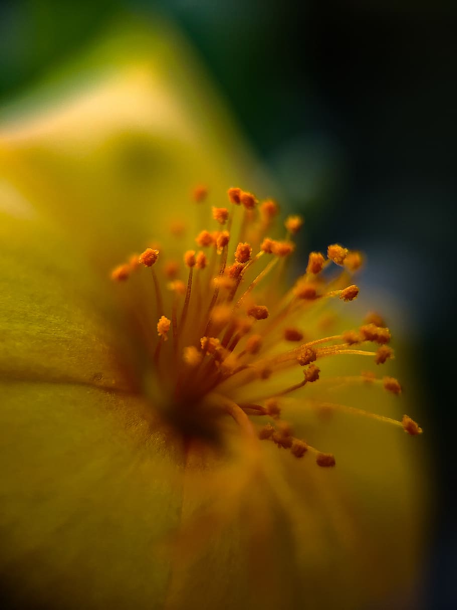 flowering plant, fragility, freshness, close-up, vulnerability HD wallpaper