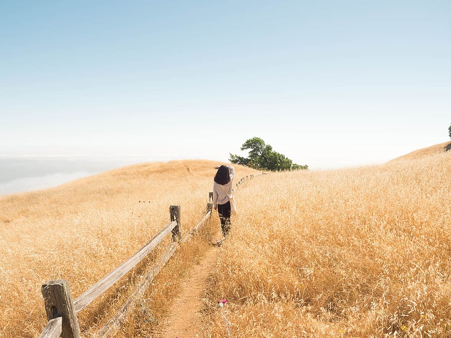 woman walking beside brown grasses, path, trail, field, person, HD wallpaper