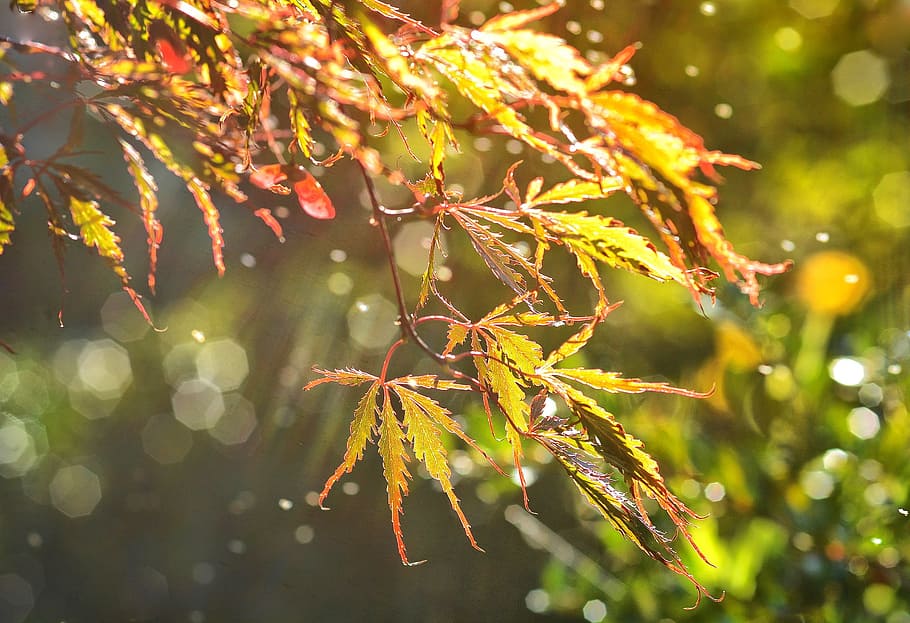 leave, leaf, autumn, green, fresh, nature, plant, tree, plant part HD wallpaper