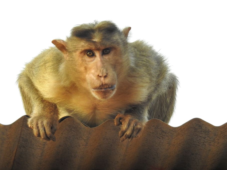 monkey, primate, mammal, animal, primates, cute, creature, face HD wallpaper