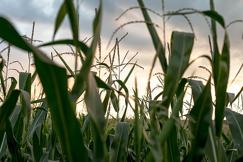 Shallow Focus Photography of Corn Field, crop, daylight, farm HD wallpaper