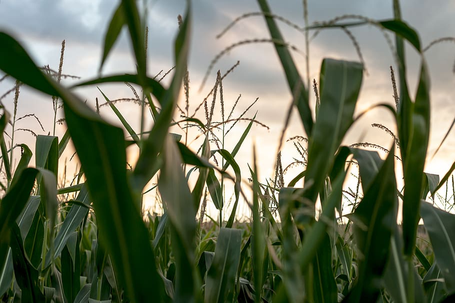 Shallow Focus Photography of Corn Field, crop, daylight, farm HD wallpaper