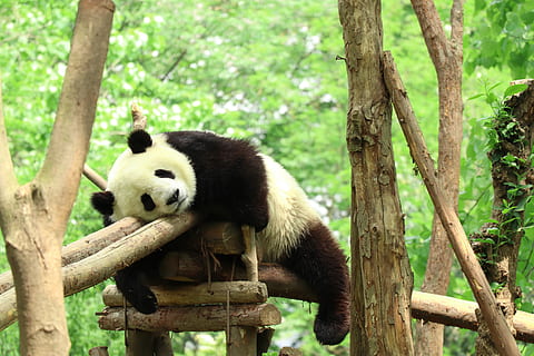 panda, zoo, lazy, animal, animal themes, animal wildlife, tree HD wallpaper