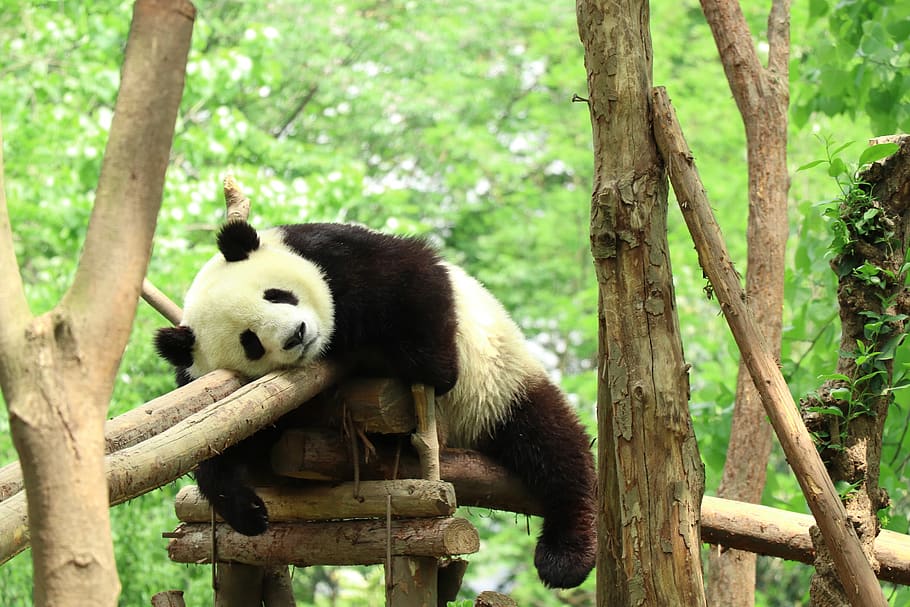 HD wallpaper: panda, zoo, lazy, animal, animal themes, animal wildlife,  tree | Wallpaper Flare