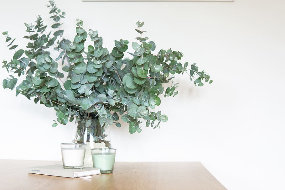 green leafed plant on table, green color, nature, no people, growth HD wallpaper