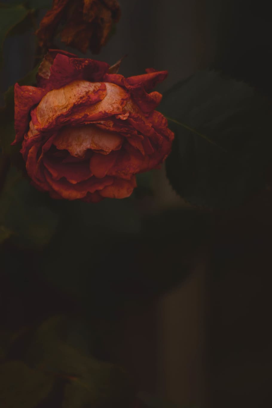 rose, flower, nature, macro, red, beauty in nature, flowering plant HD wallpaper